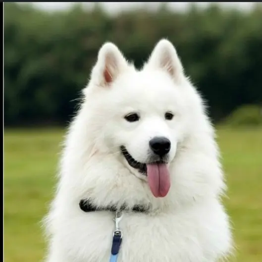 OvalEmoji3950의 설탕이