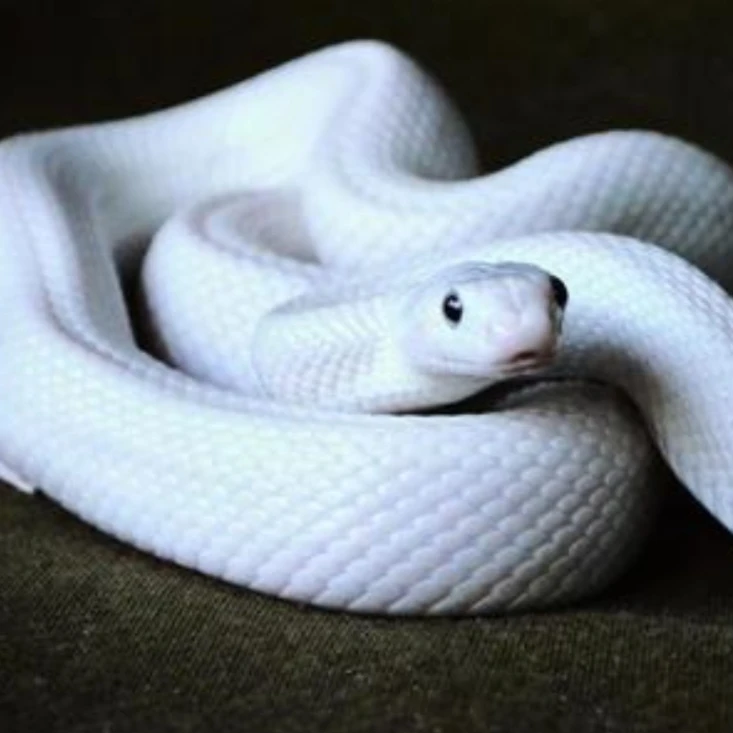 백사