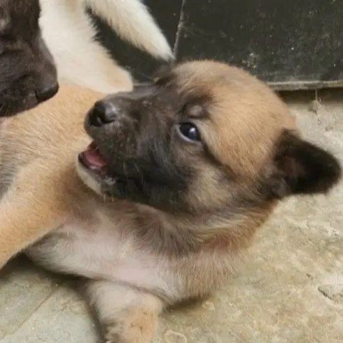 Gumanalabopsida의 :>