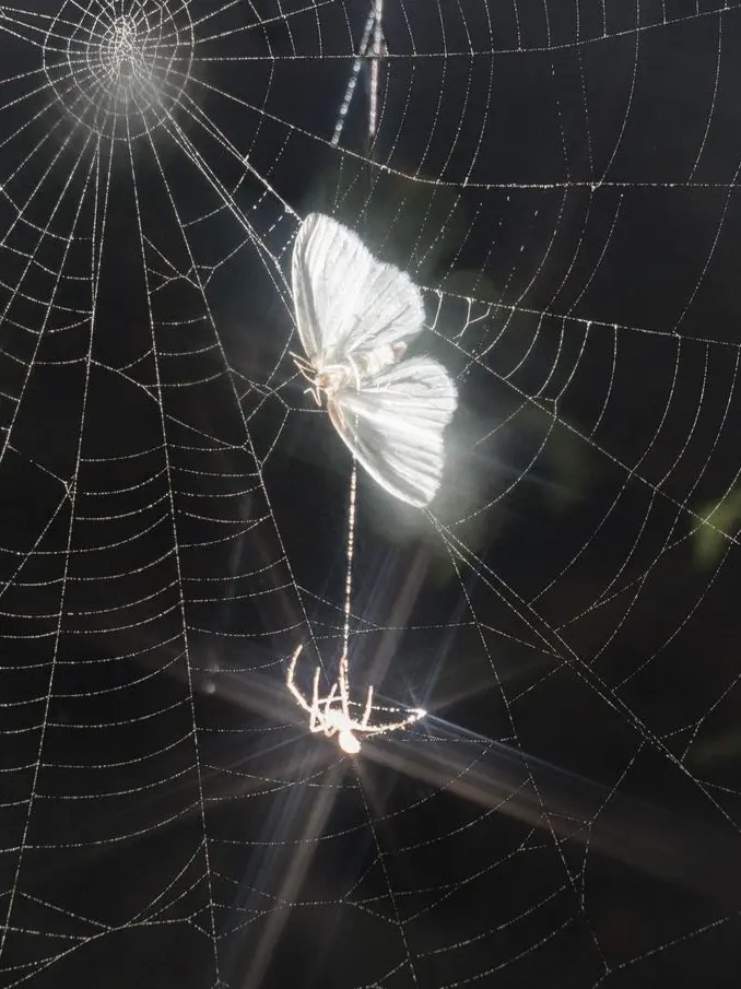 Iamnotailen의 내생에 봄날은