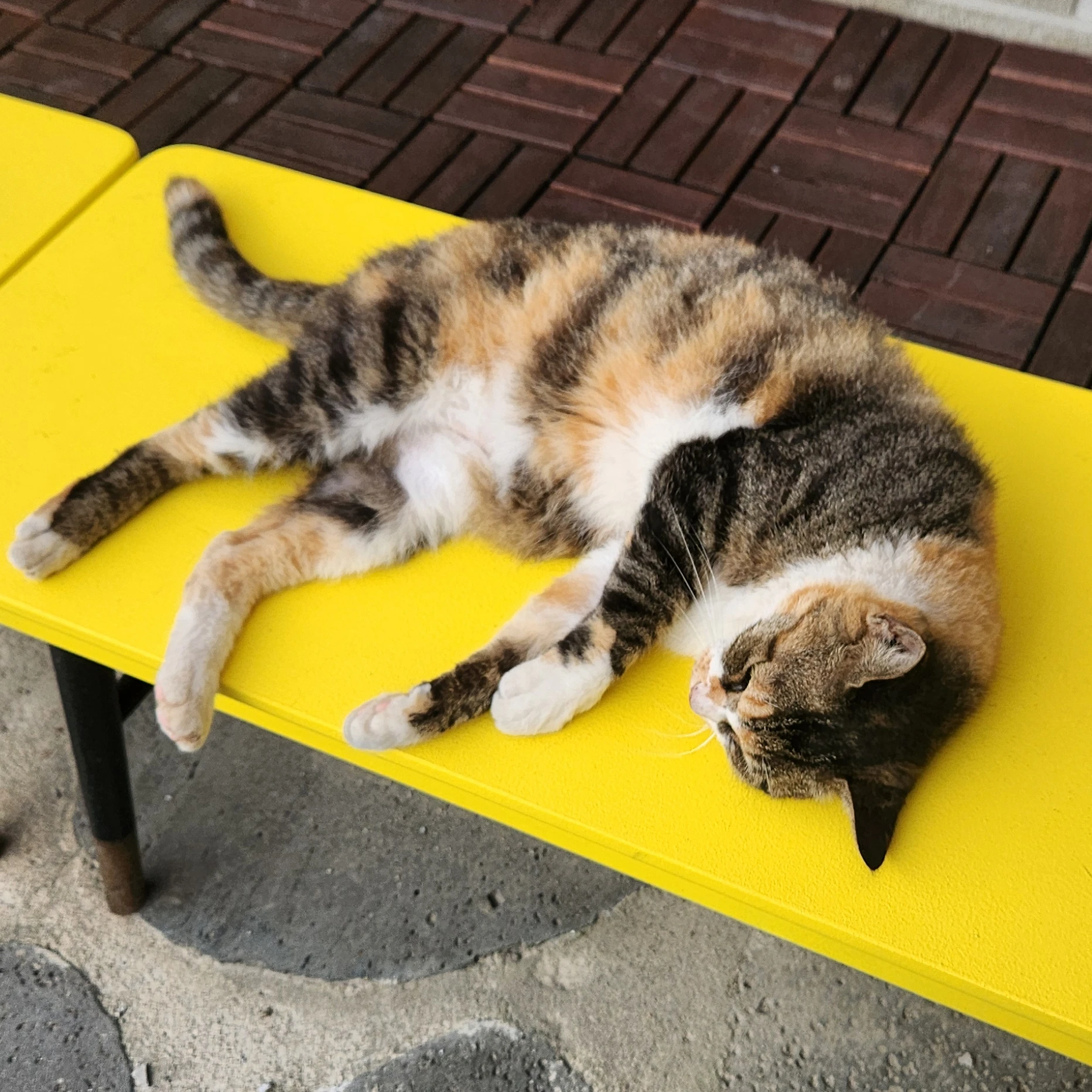 싸이코드