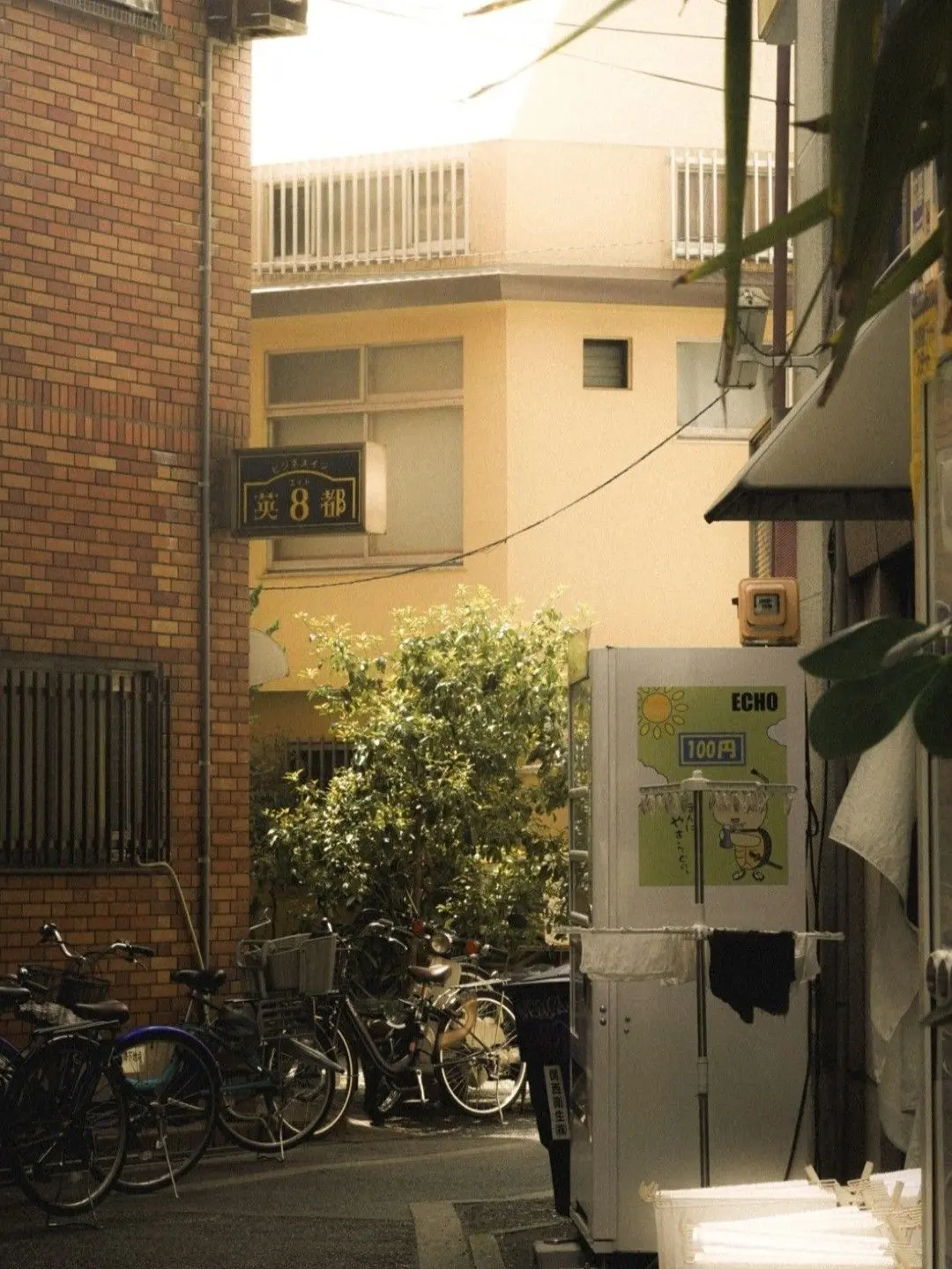 NewFlame1552의 숀쿨