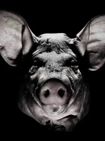 GuiltyLaw4624의 Pigmade