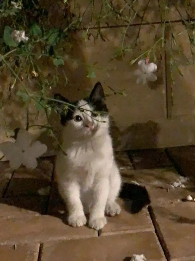 FicklePoco6901의 투리 키우기🐈‍⬛