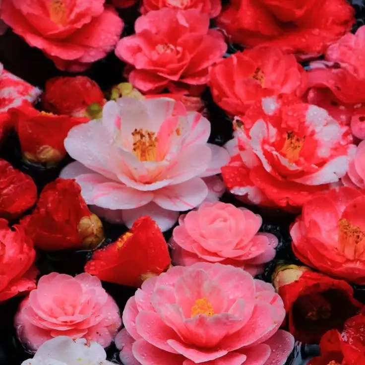 LeanerCrumb8120의 随分舐められたわね。ー本田椿編ー