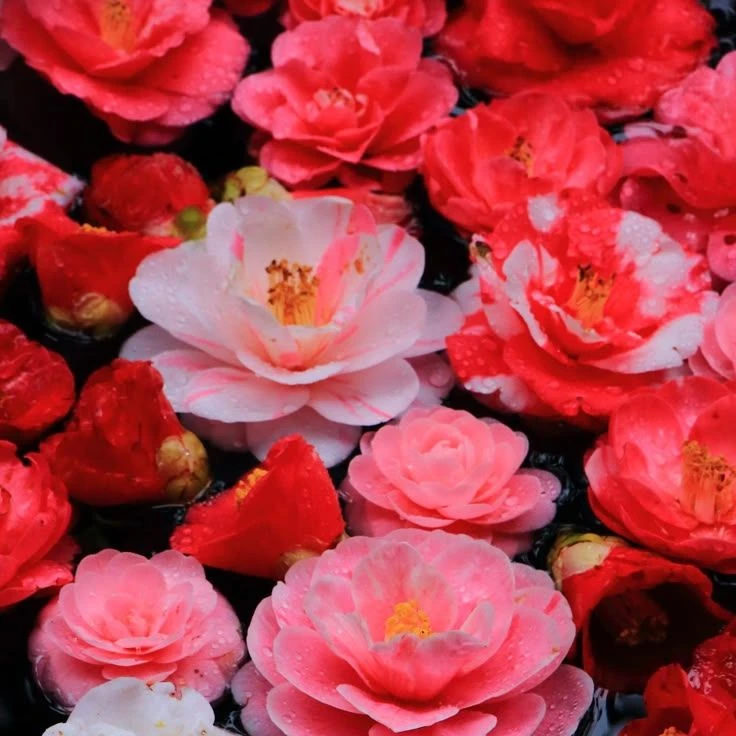 随分舐められたわね。ー本田椿編ー