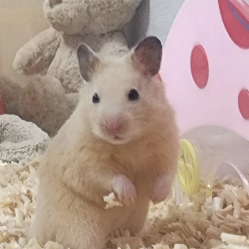 조강현