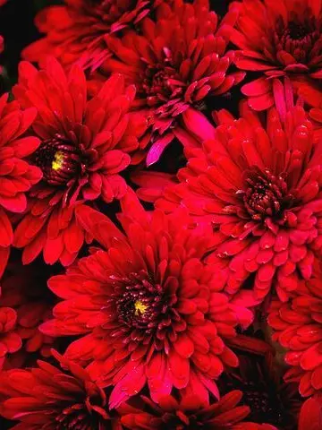 HODU..의 당신은,.. 도대체 뭐하는 사람일까.