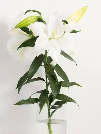 Ruitonekomaro의 花様年華