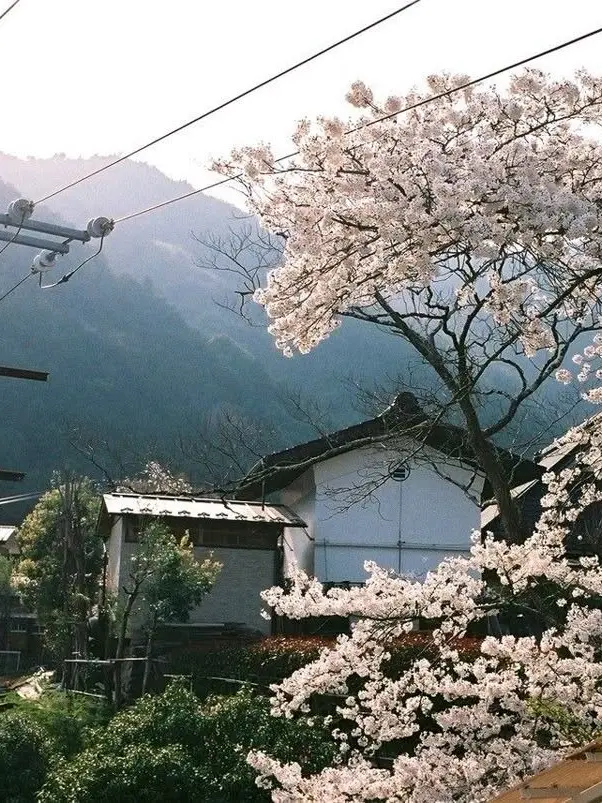 stupidlildumbboy의 🍡| Japanese Exchange Student.