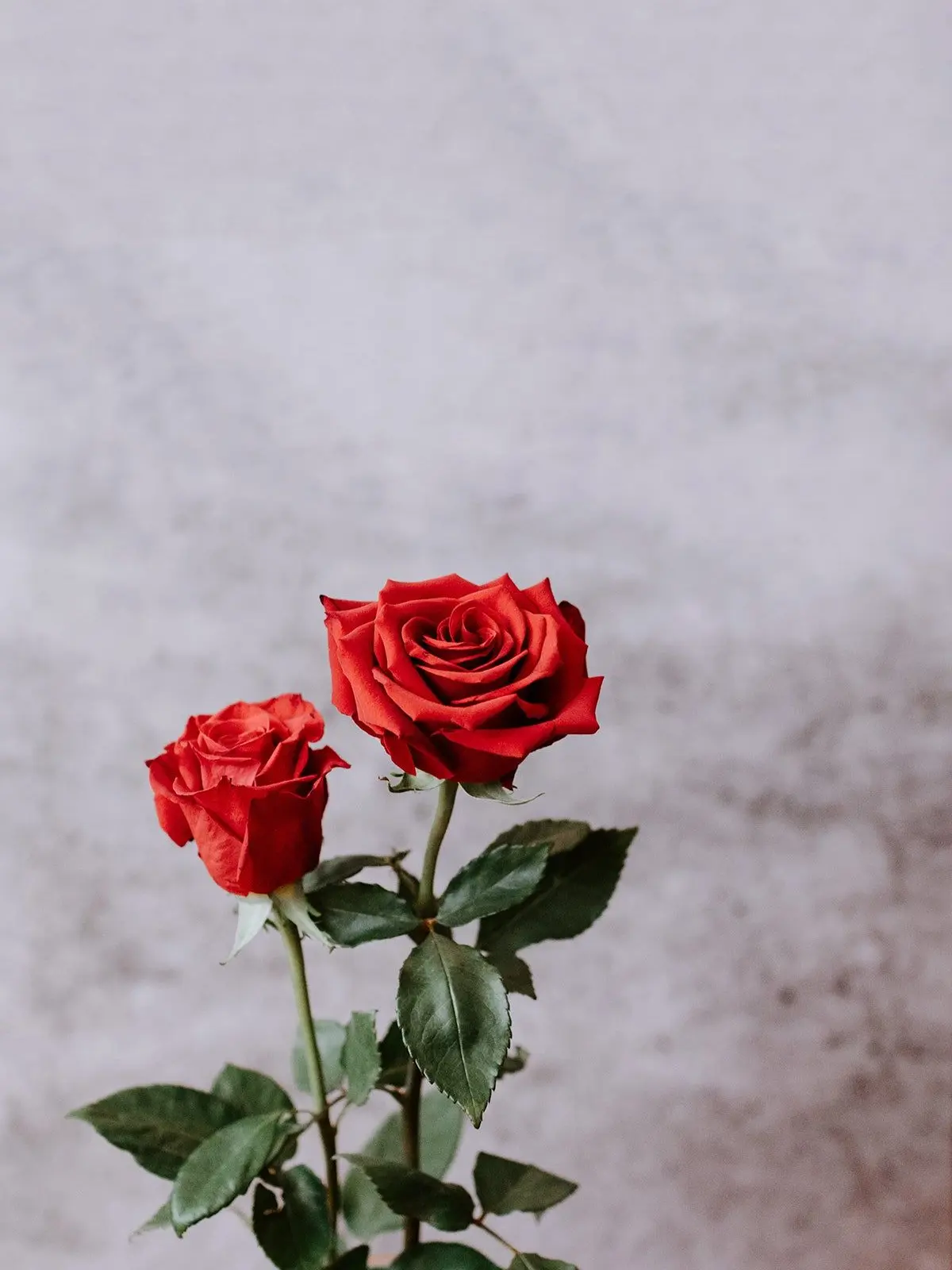 FabricWeed8529의 CLUB・セクシーゾーン