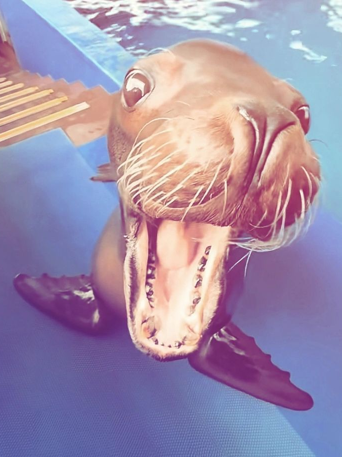 바다사자 대표 이미지