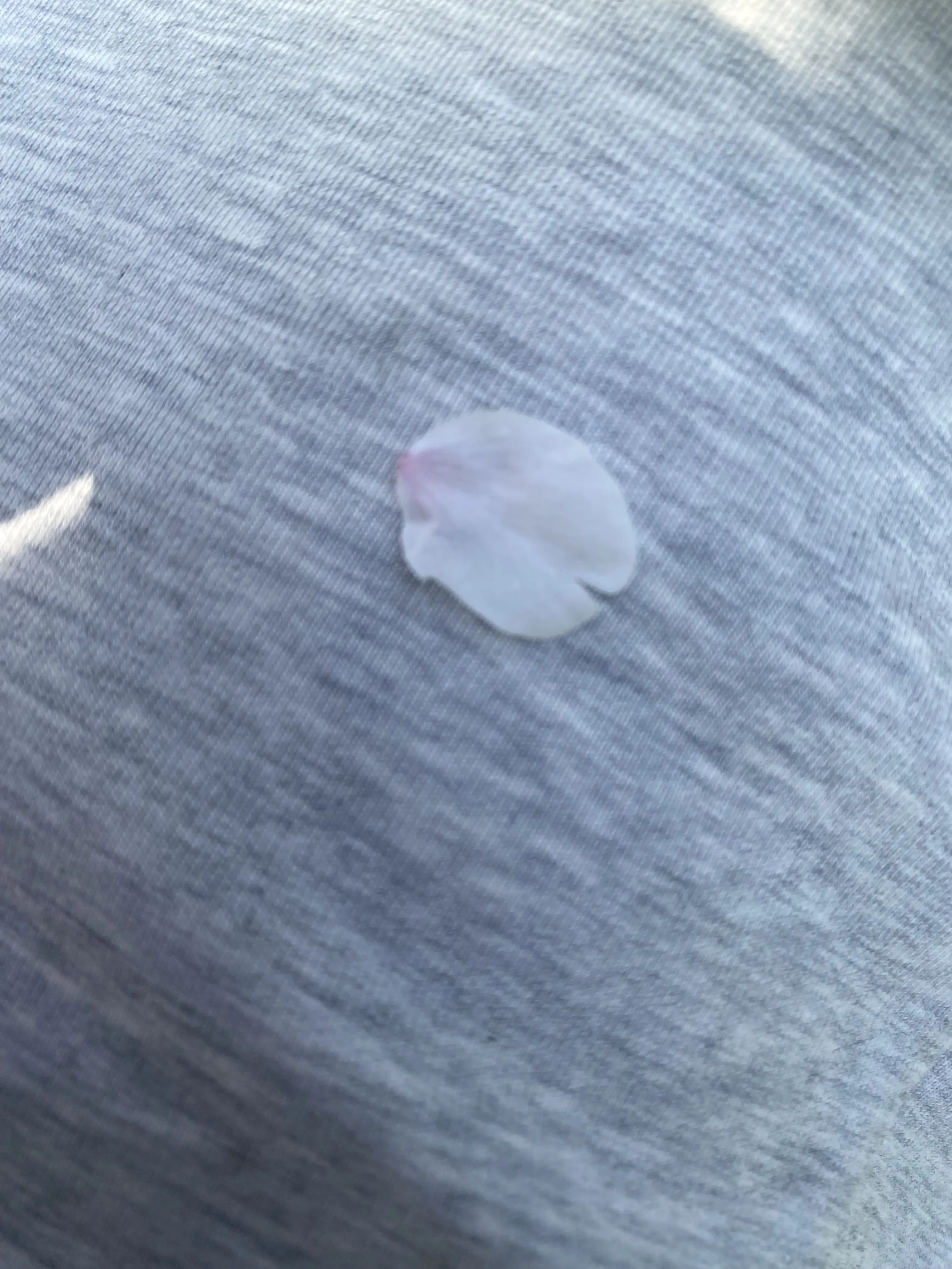 RowdyDebit0857의 エンジェルの行先へ