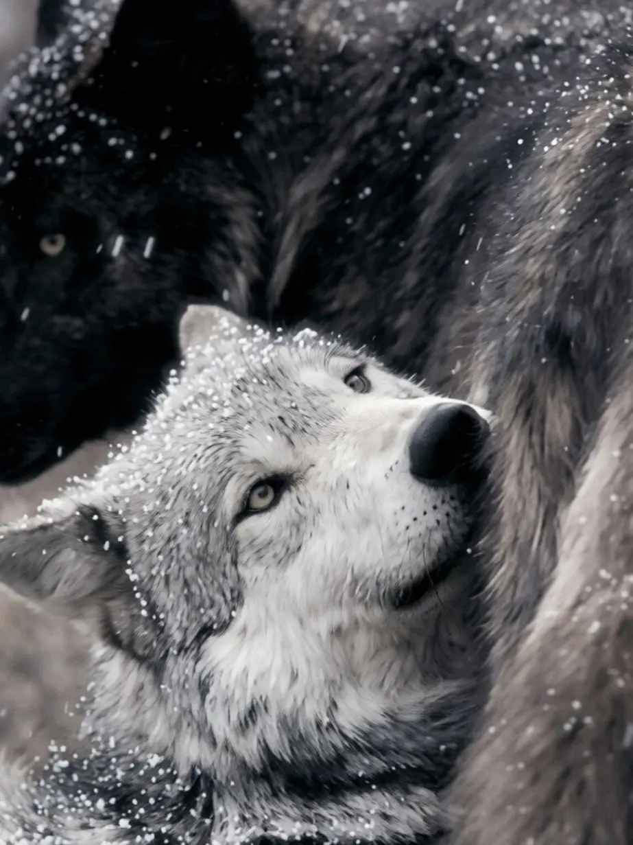 Alsatang123의 A Suspicious Wolf Approaches?