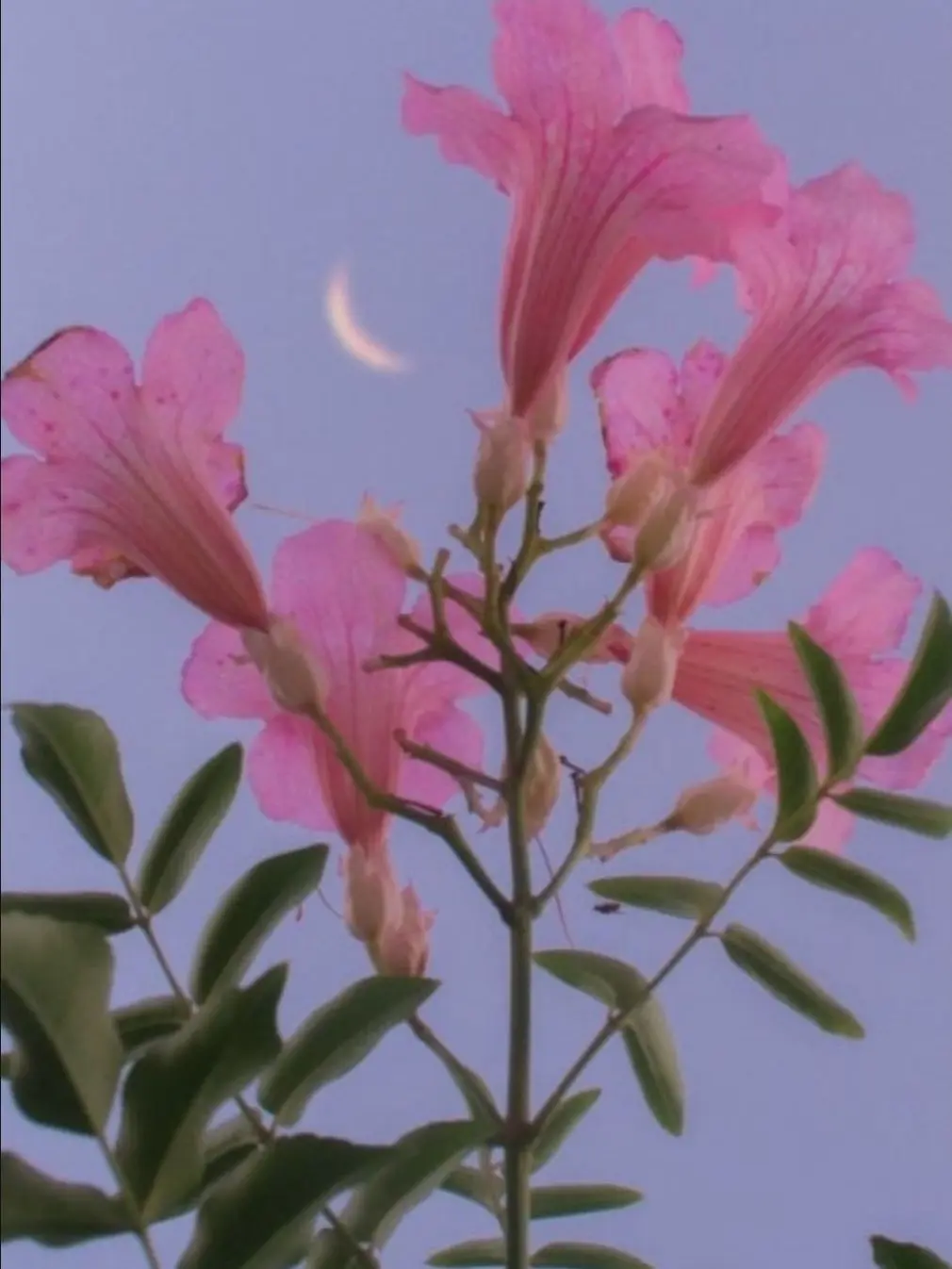 ExoticSkunk0026의 [나루미 겐] - 신령님