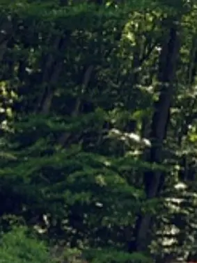Shadow_a113의 The Lost Woods