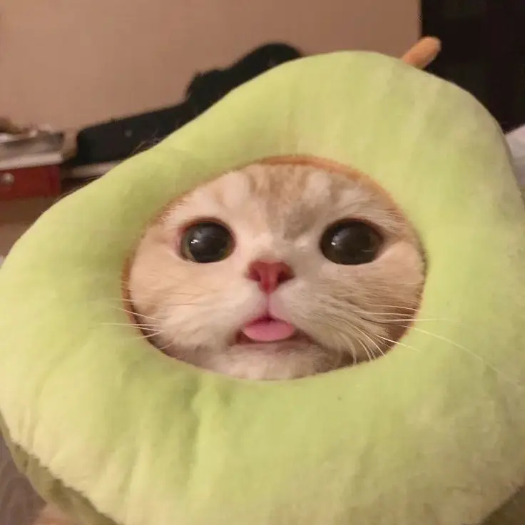 AfraidSnail6590의 망고