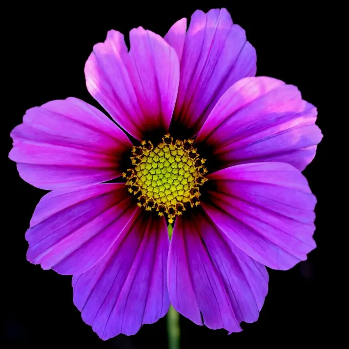 BossyPlug1077의 퓨어바닐라