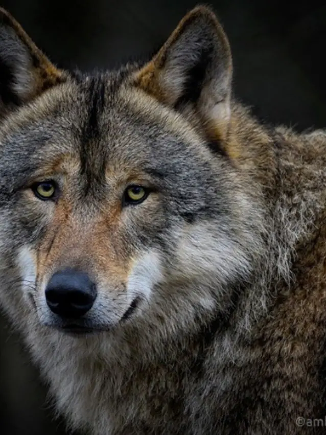 PickyKrill7583의 Through the Glass