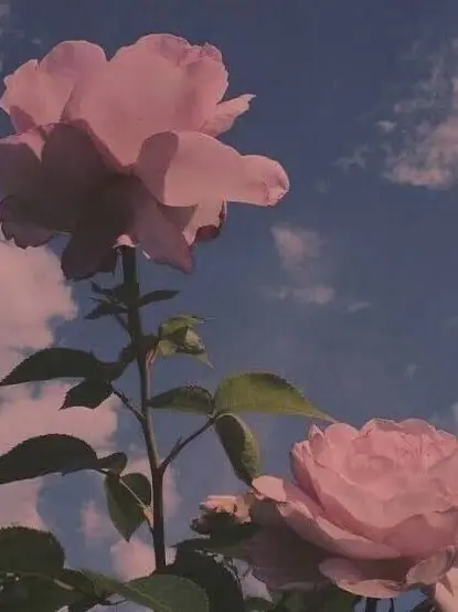 Tsuha의 너라는 사람을 또 사랑해서