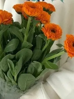 Orange-delicious의 츤데레 후배