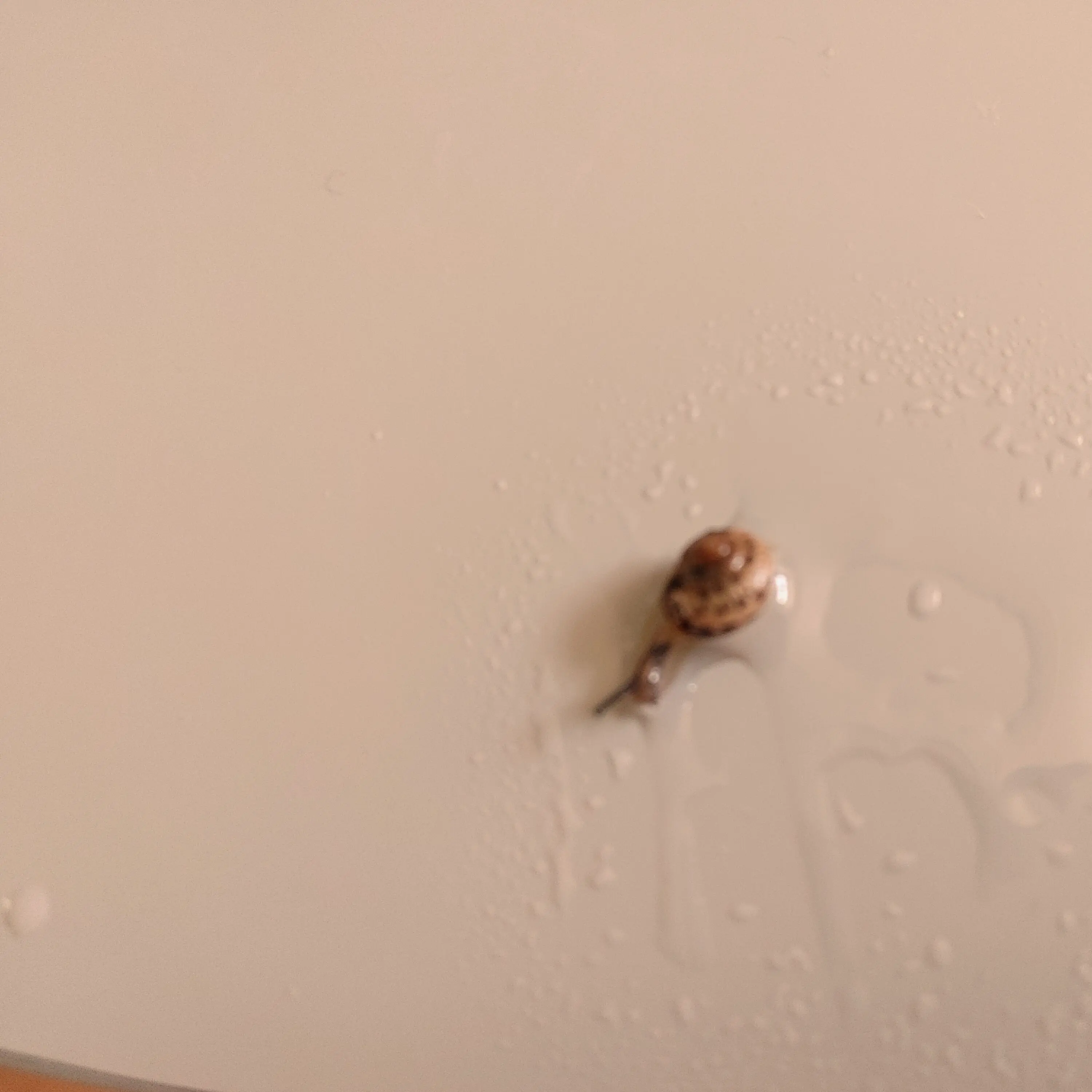 BoneCoral7982의 귀여운 달팽이