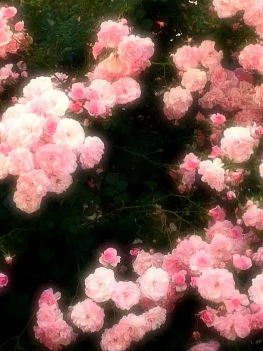 y_s0x.1의 하나하키병🌷