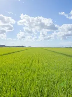 wasasebirutya의 くねくねを見つけた