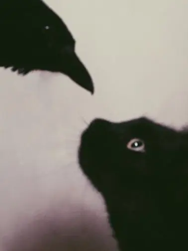 rose136p의 두 까마귀 사이 고양이