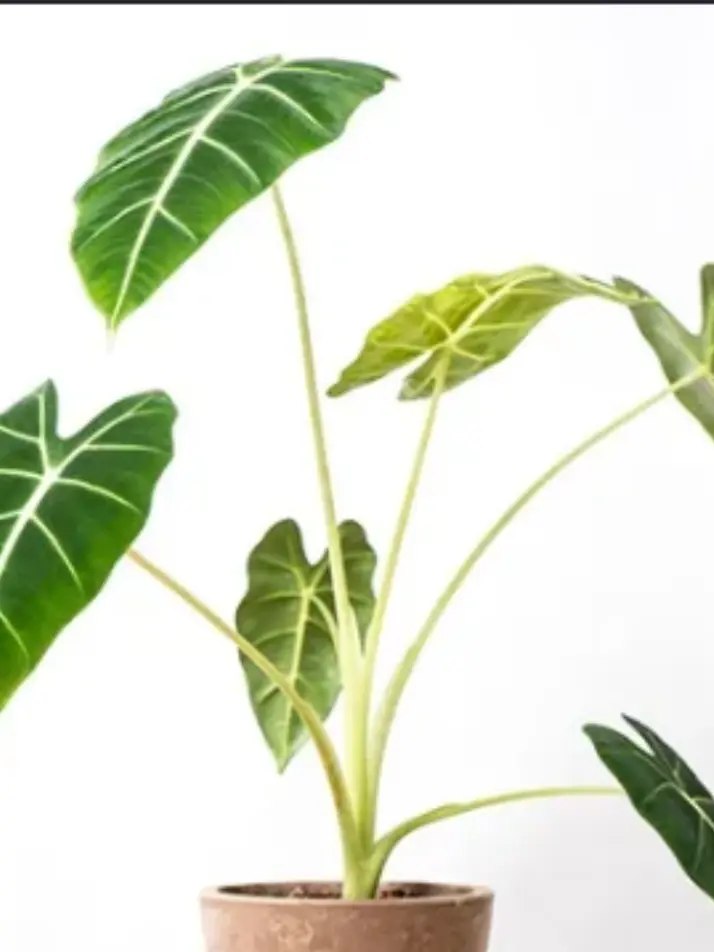 RIuIu913의 Plants and Roommate
