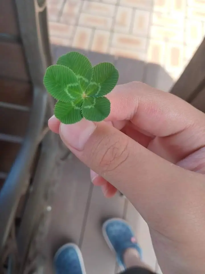 Plant_Clover의 リアル版クローバー(?)