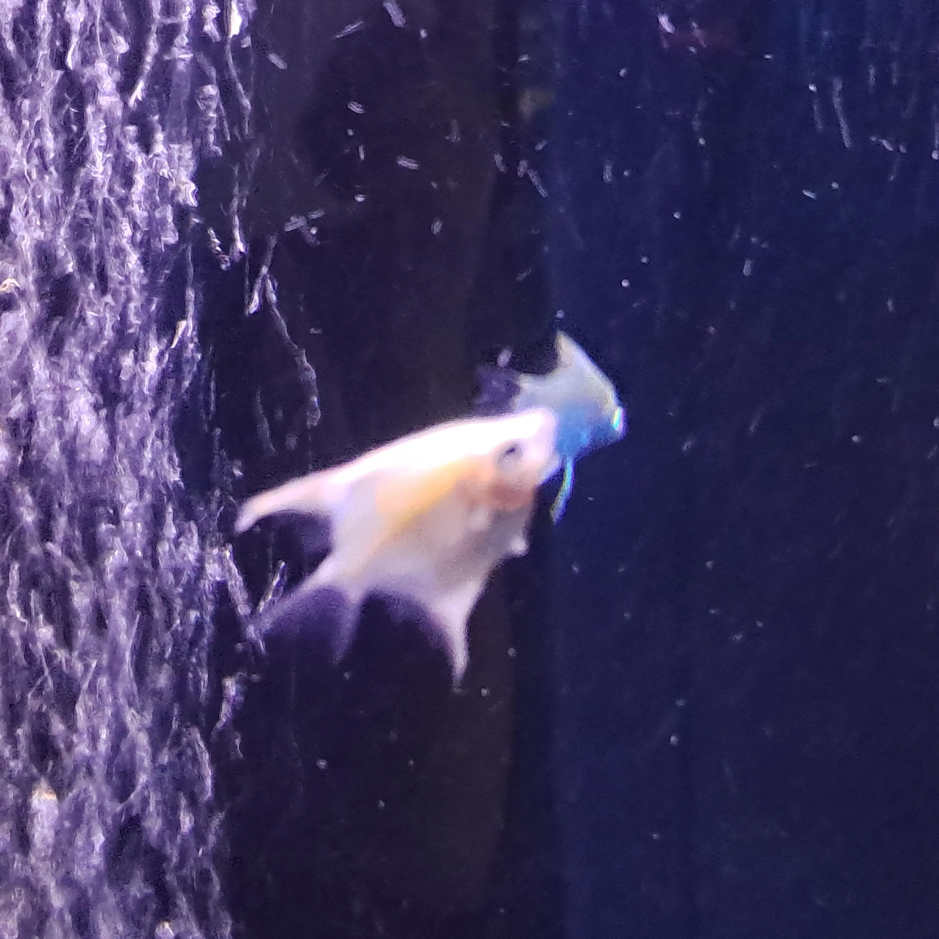 BriskLuck2708의 青野波田