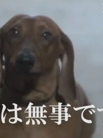 noruhazaku의 花ノ国