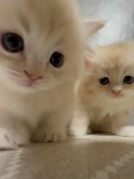 pop_q1001p1의 유기사가 여자랑 놀고 있다.