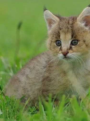 RaggedCrow0576의 Baby Lynx