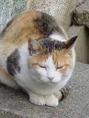 Okoyutann2080의 カオス生活