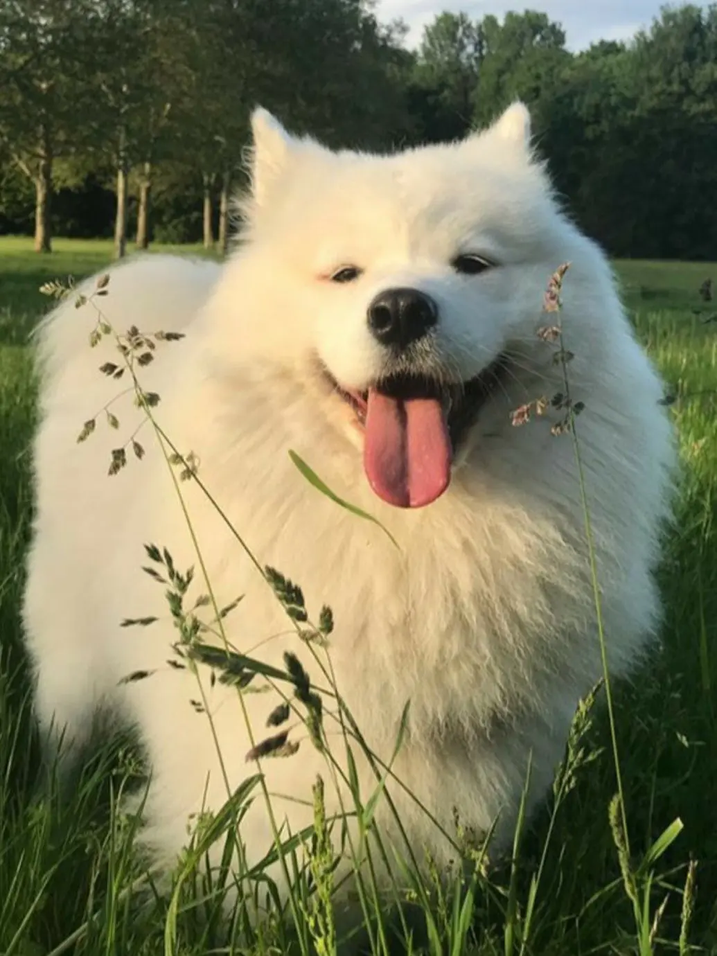 user_15의 동물 보호소