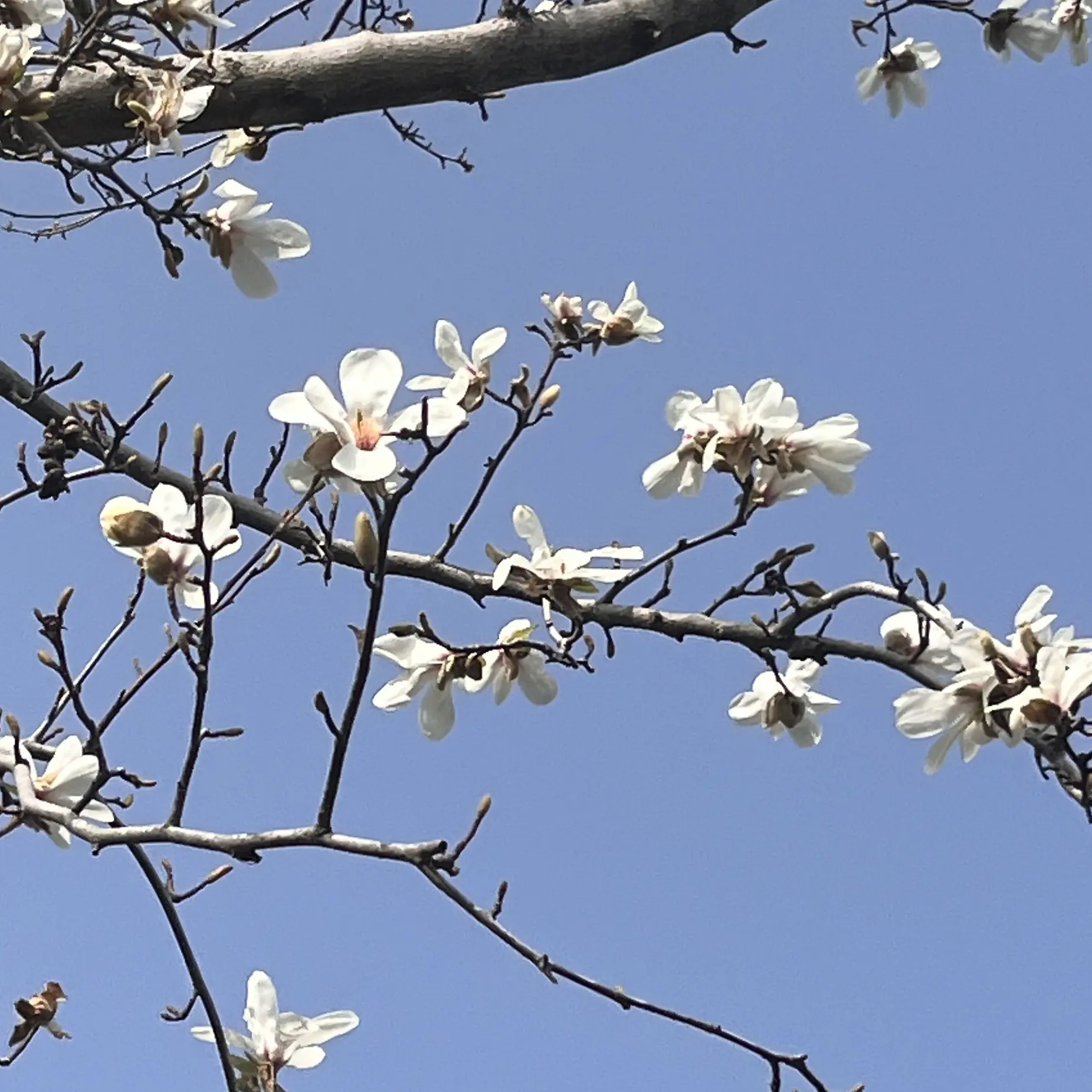 chanismine의 이민호