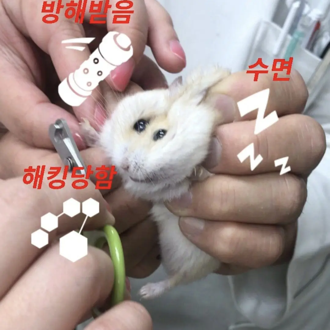 Ningche의 얍삽지민