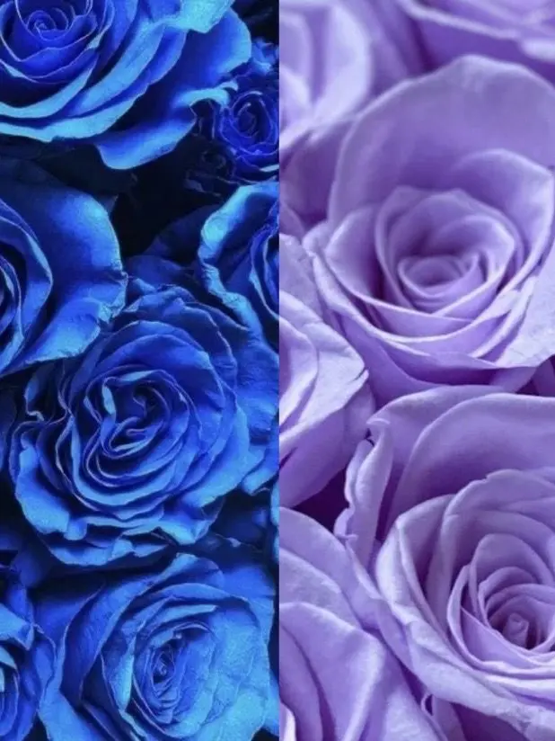 BronzeWife1268의 生意気な生徒達