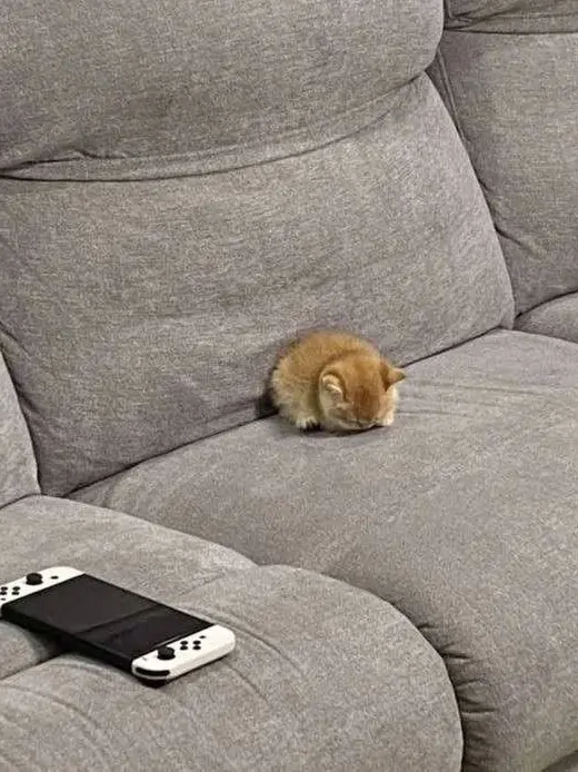 SunnyBark6225의 猫獣人