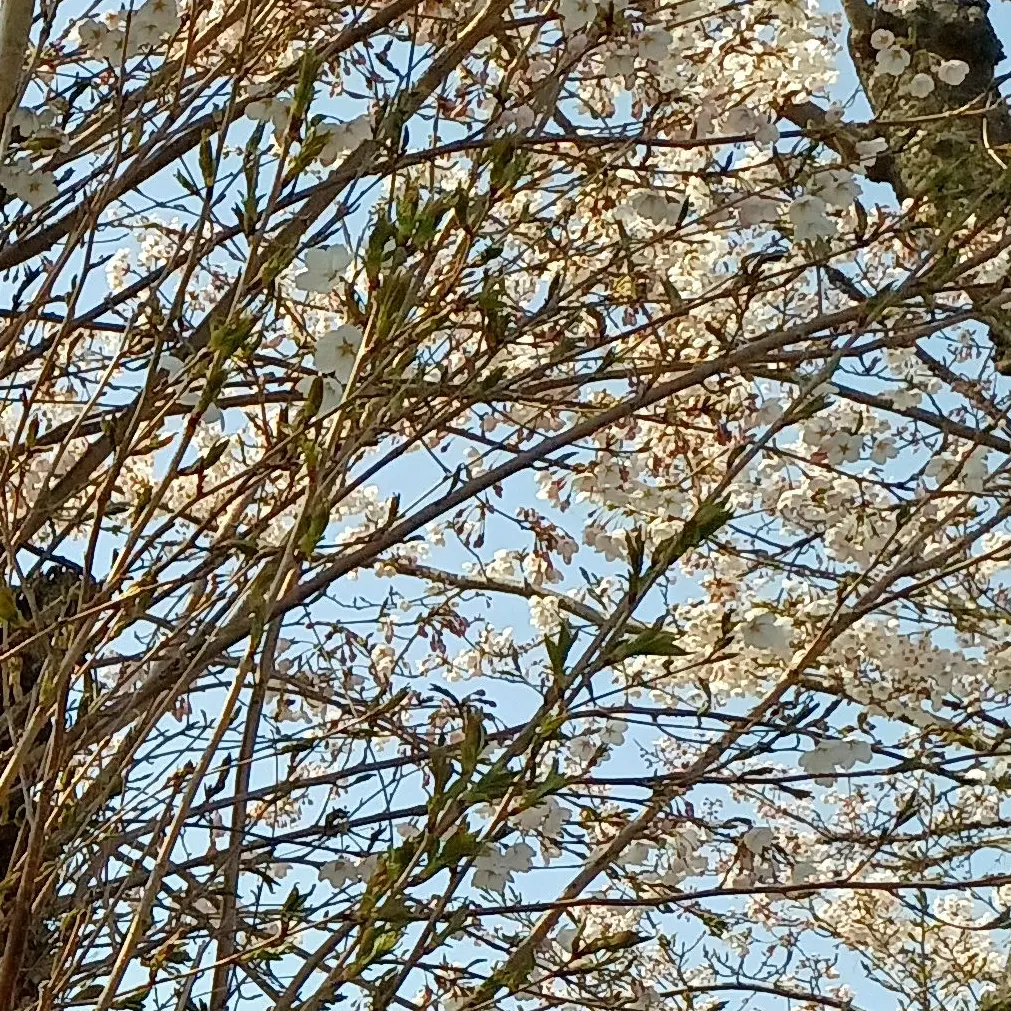 Wataame43의 君といたかった。