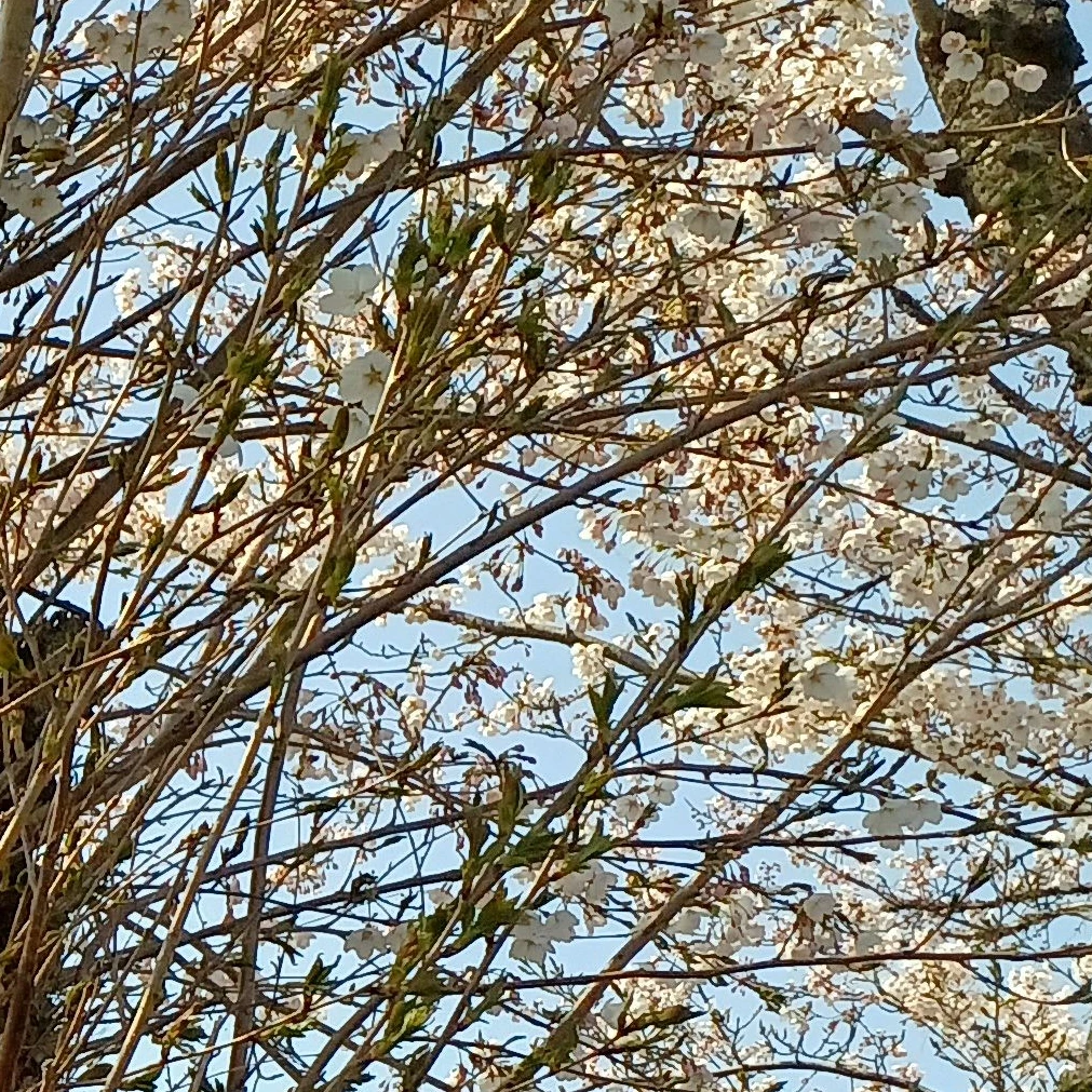 君といたかった。