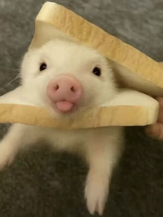 🐷 대표 이미지