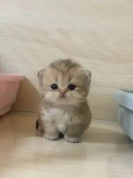 aochan1123의 ただの子猫