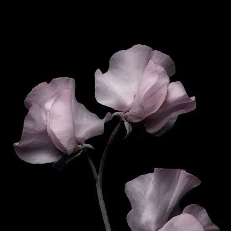 DKI의 뱀파이어 × 인간 집사