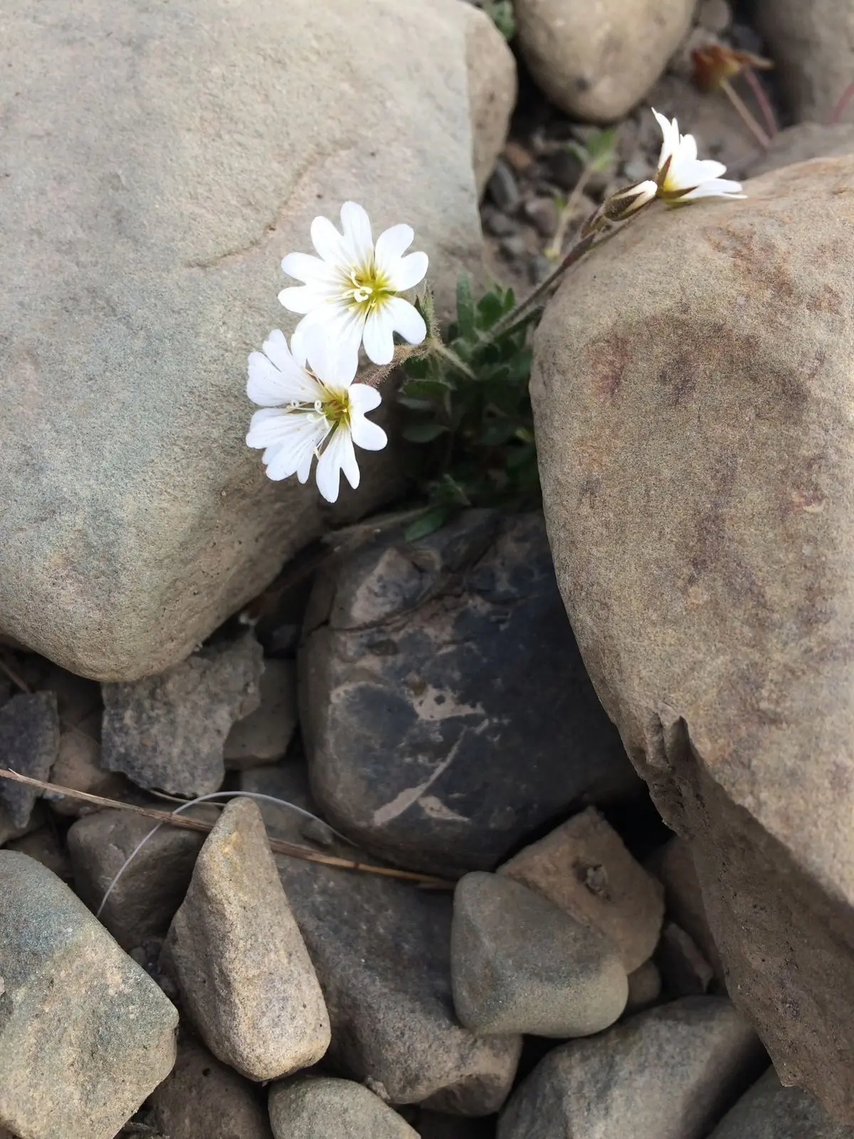 things의 우울증 도사님.