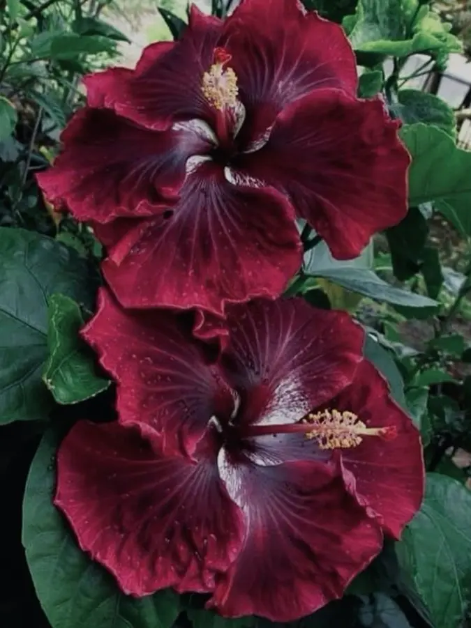 Dujokku의 《 傷 》