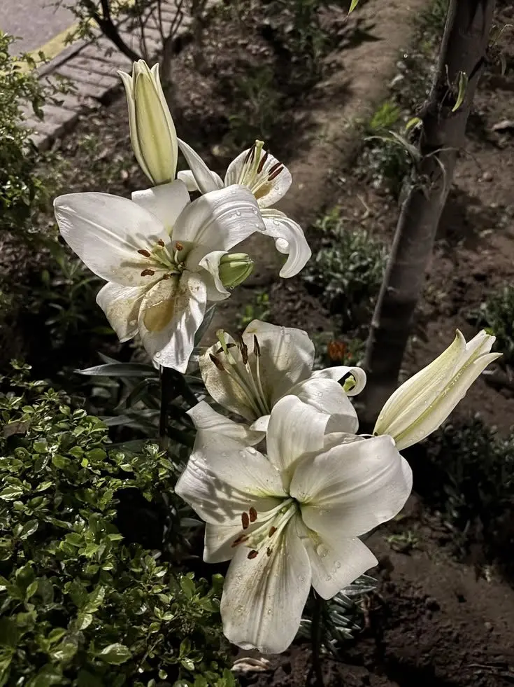 3938의 엉망진창