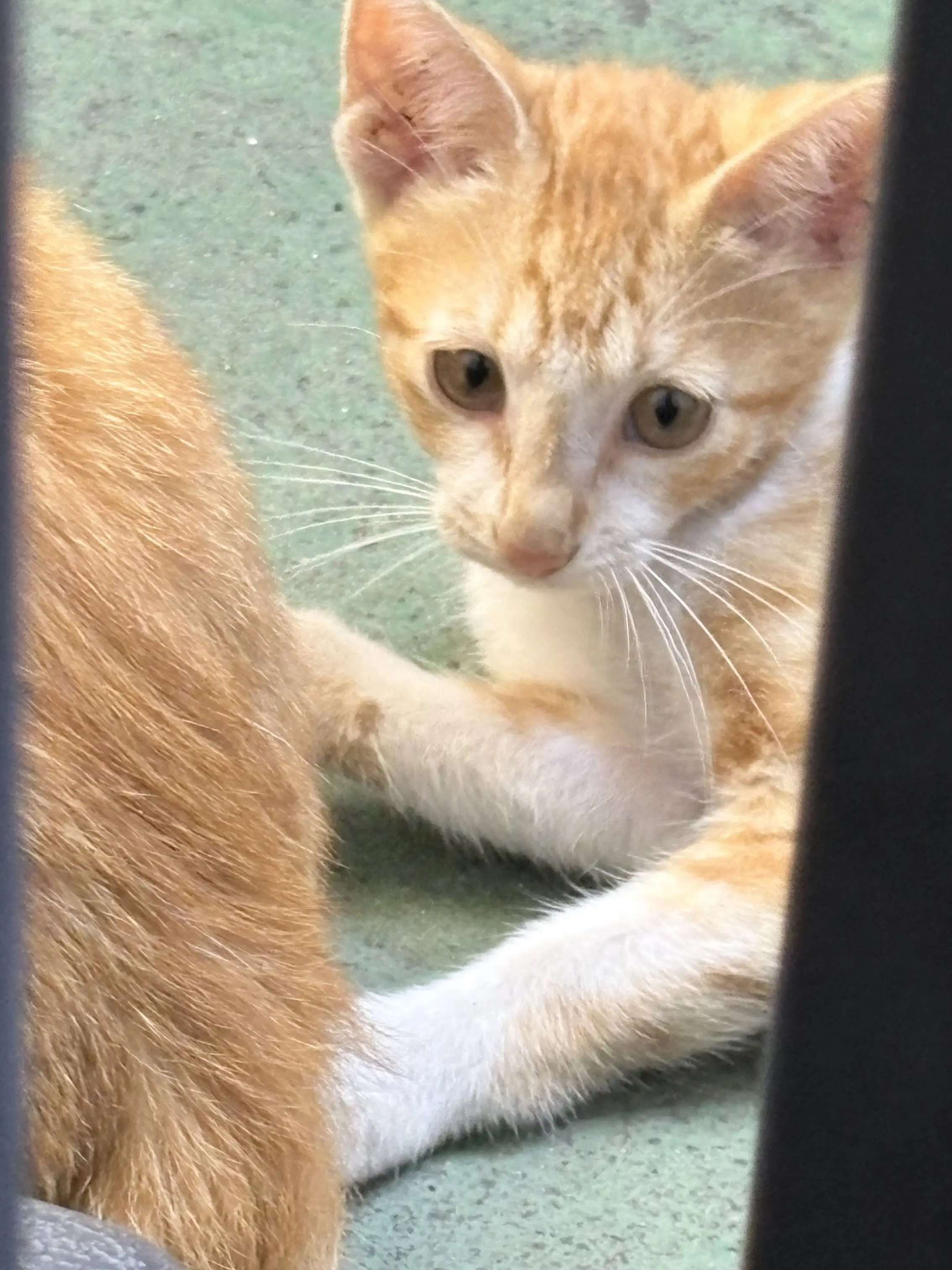 kalli0506의 야옹이